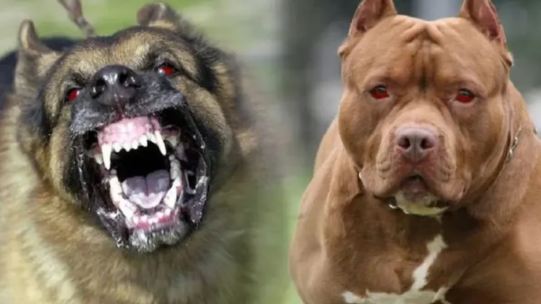 Govt bans ‘ferocious’ dog